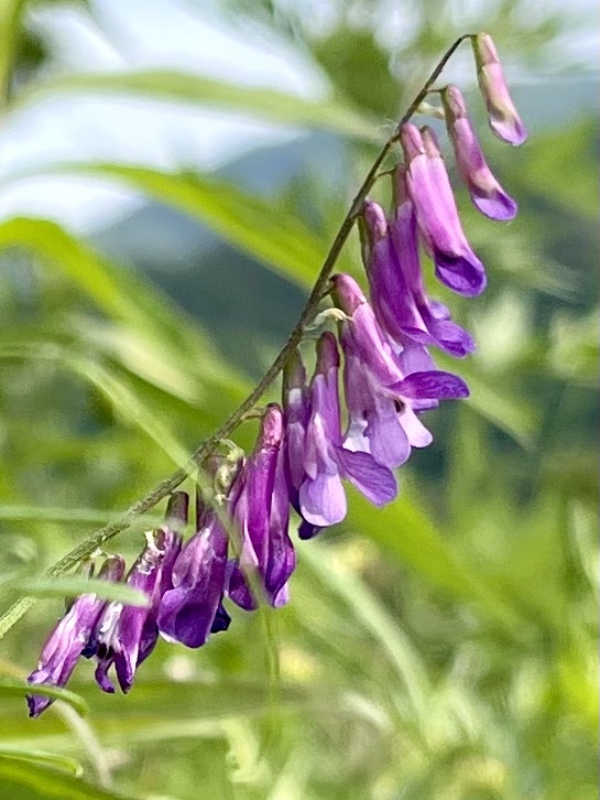 D54F1D60-906A-44EC-8ADE-DCFAF77E1A55