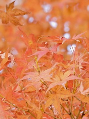 40958CBF-D916-4C0C-9B37-711E9E951FC3