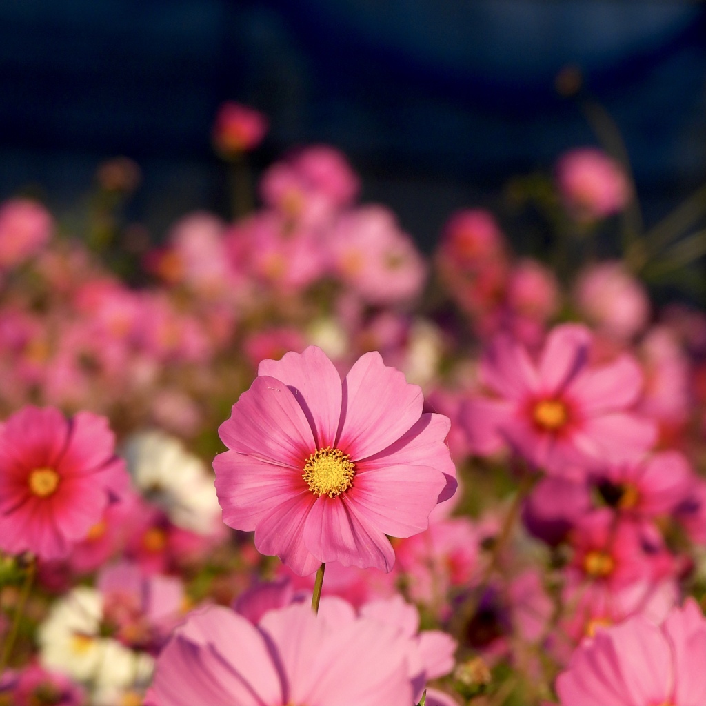 66155DFC-4BC2-413E-98B9-C019022CF5E3