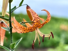 06B6B487-6A9D-4668-9F6E-D0E775DDD88F