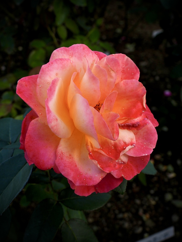 DE573197-C312-45F4-ACD1-41DD88CA329B