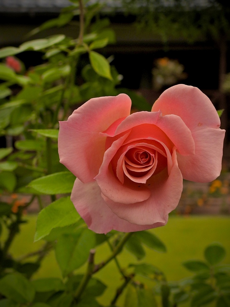 CCC100A3-36C6-4021-91B2-1833EED7ECF0