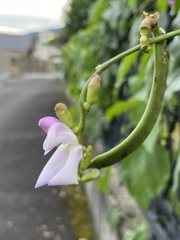 豆のお花です　③