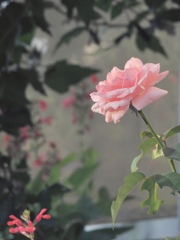 4EB6F56A-C65A-419C-AD80-5762393BEA7B