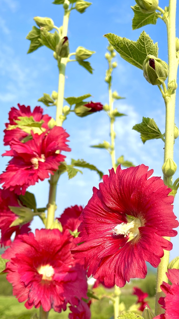 4F321A33-1063-4F25-B869-28A95B063E96