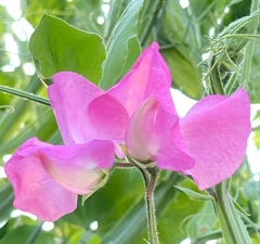 3876286D-8A8F-4F14-8D48-E7D4FFFDFB4C