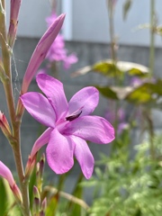 C05E5BE0-4B0B-4E00-A784-307519880543