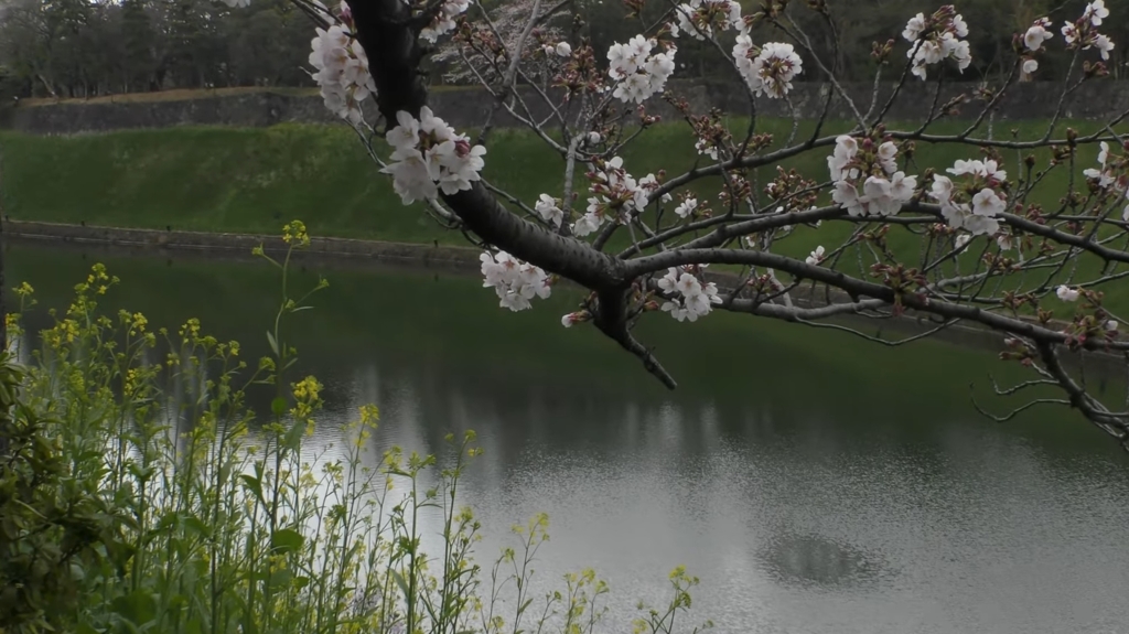 皇居の桜 半蔵門