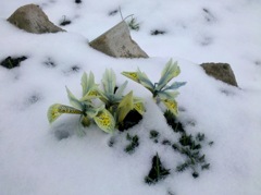 雪だるま