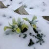 雪だるま