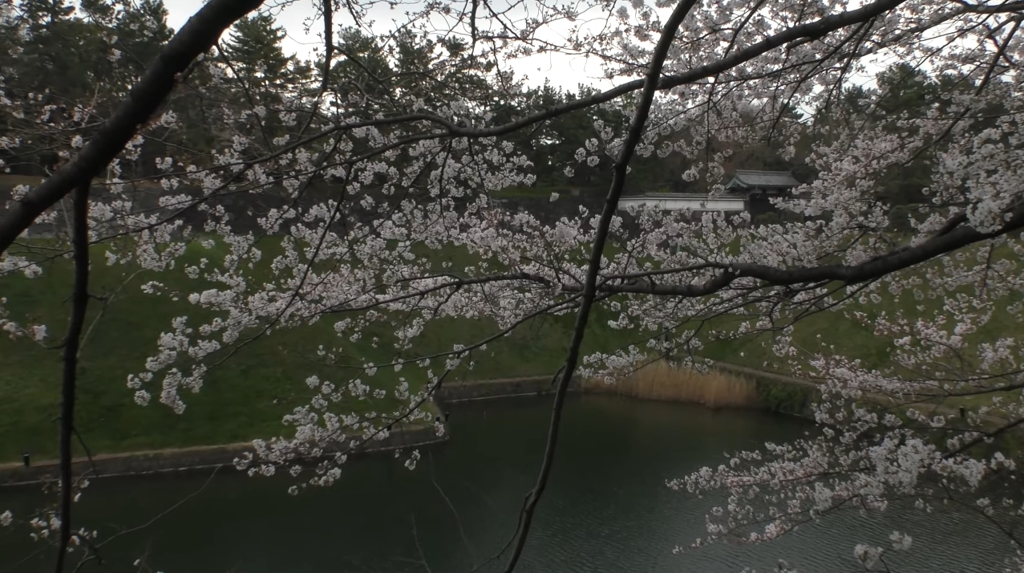 皇居の桜 半蔵門