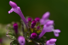 紫の小さなお花