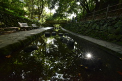 柿田川湧水公園にて