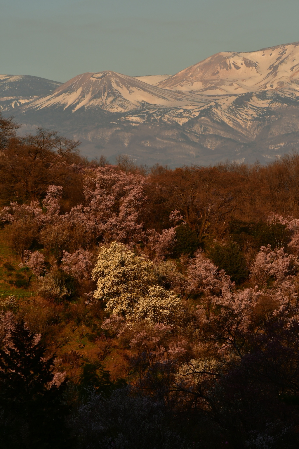 花見山3