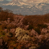 花見山3