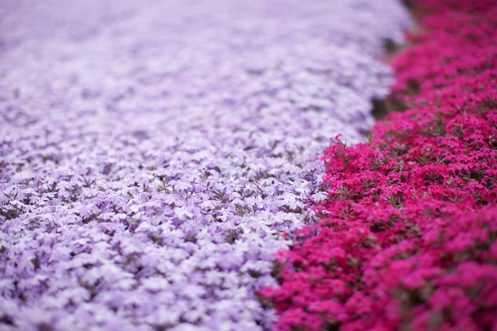 芝桜