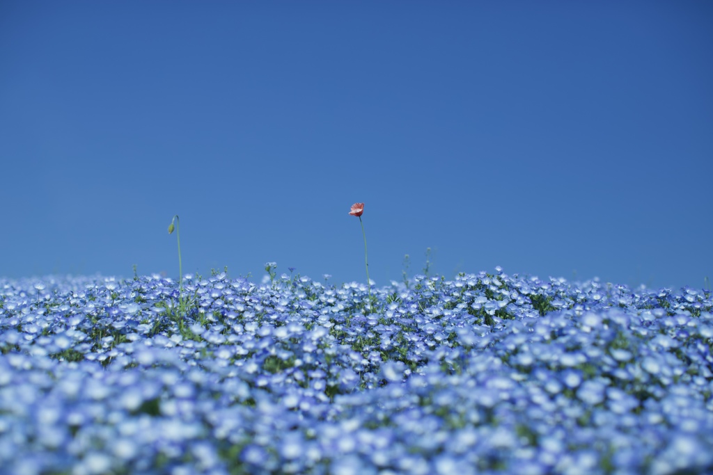 花違い