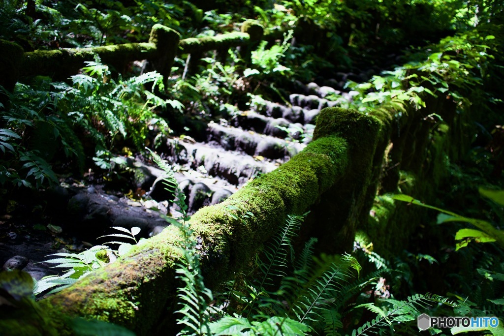 奥入瀬遊歩道の階段