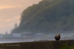 夕焼けと海とオジロワシ