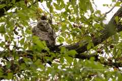 エゾフクロウのひな