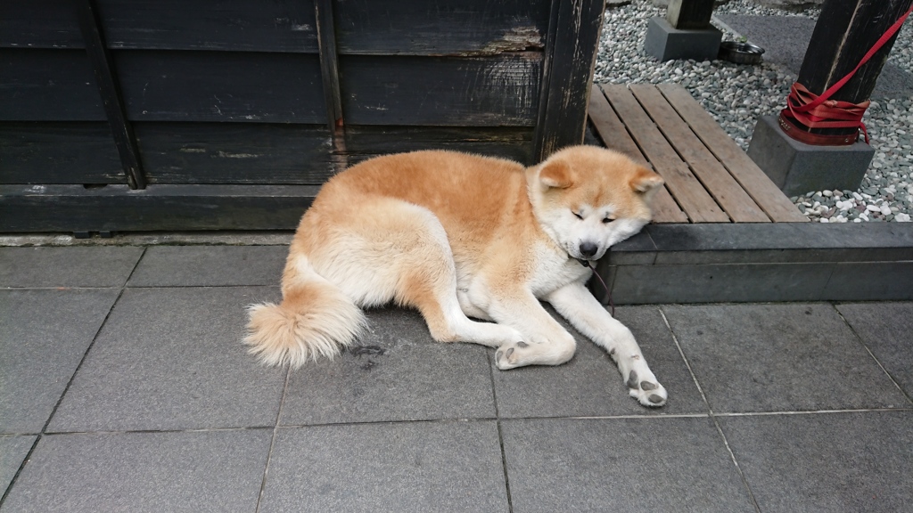 あきたいぬ