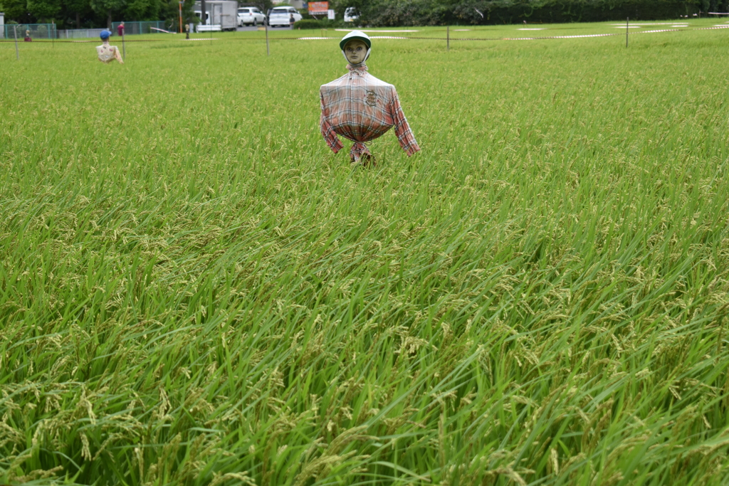 厚木市のかかし