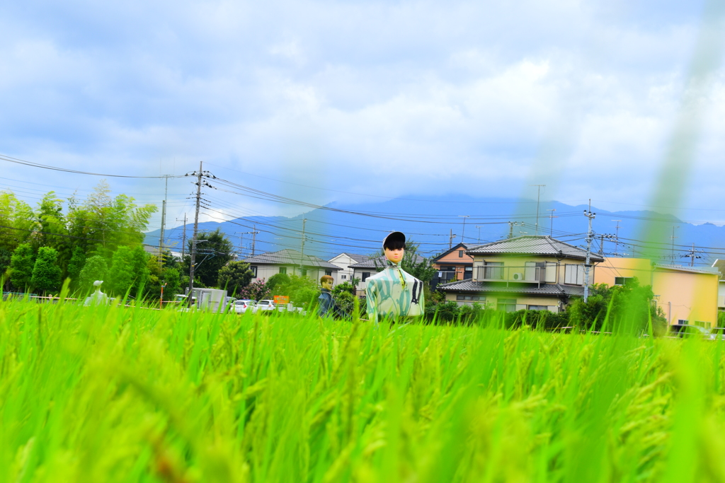 厚木市のかかし