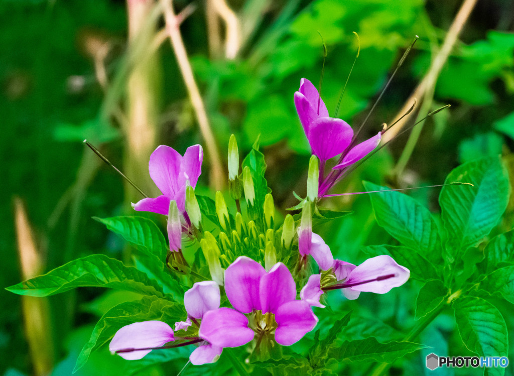 雑草の中に咲く