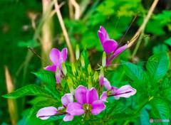 雑草の中に咲く