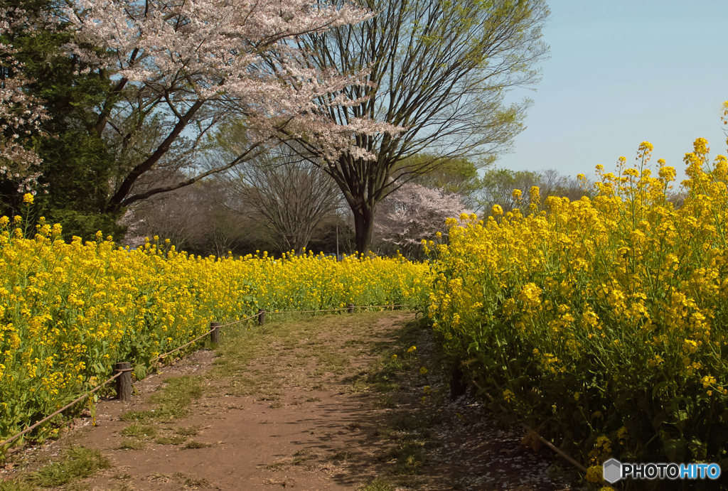 菜の花の道