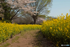 菜の花の道