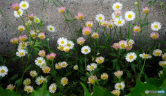 野草散策