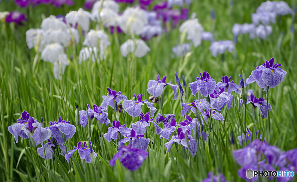菖蒲