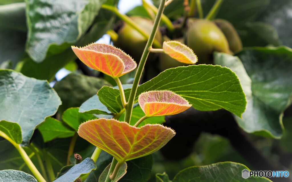 キウィーフルーツの葉