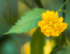 山吹の花