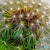 タンポポの綿毛