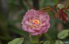 花を求めて