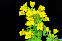 菜の花