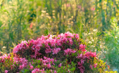 輝く野の花