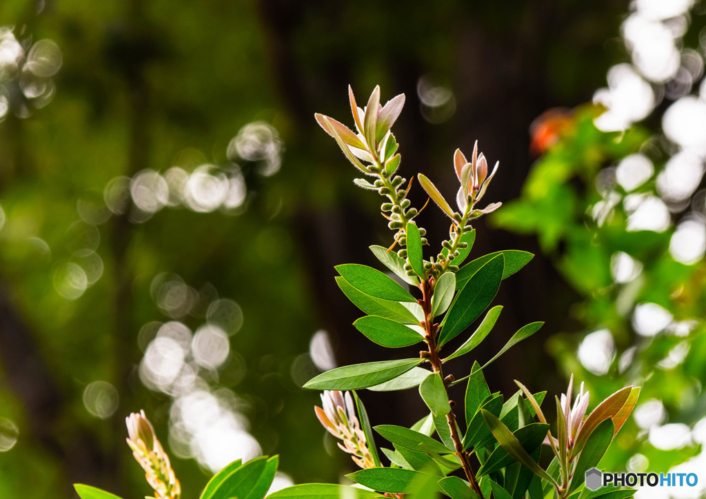 ブラシの木の蕾