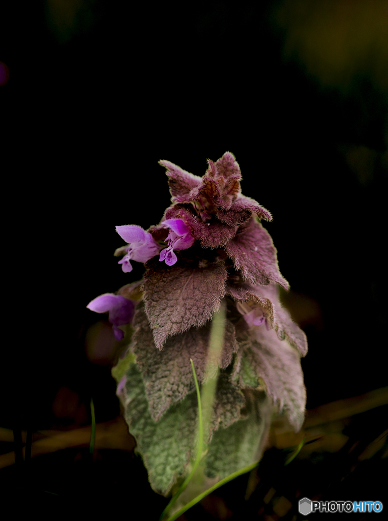 野草