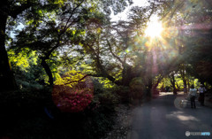 午後の遊歩道