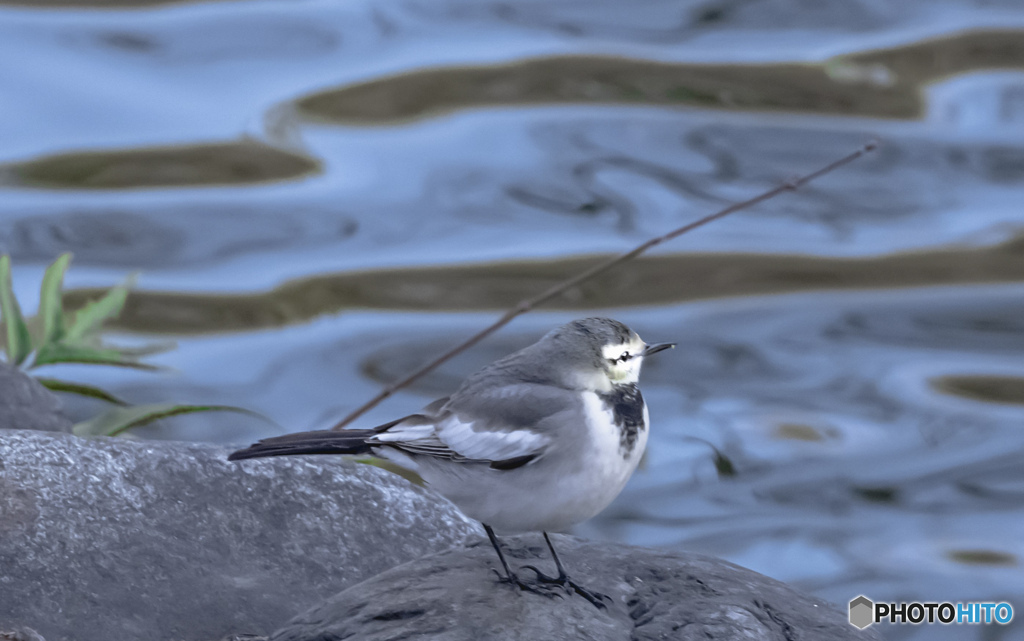 畔の野鳥