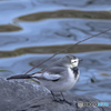 畔の野鳥