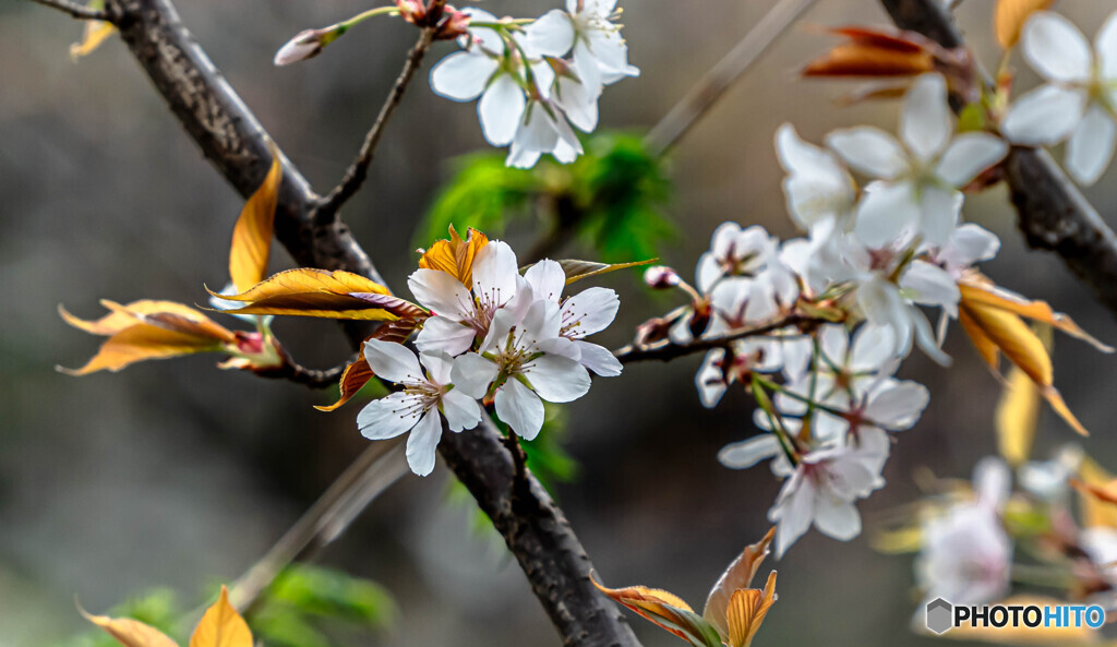 山桜