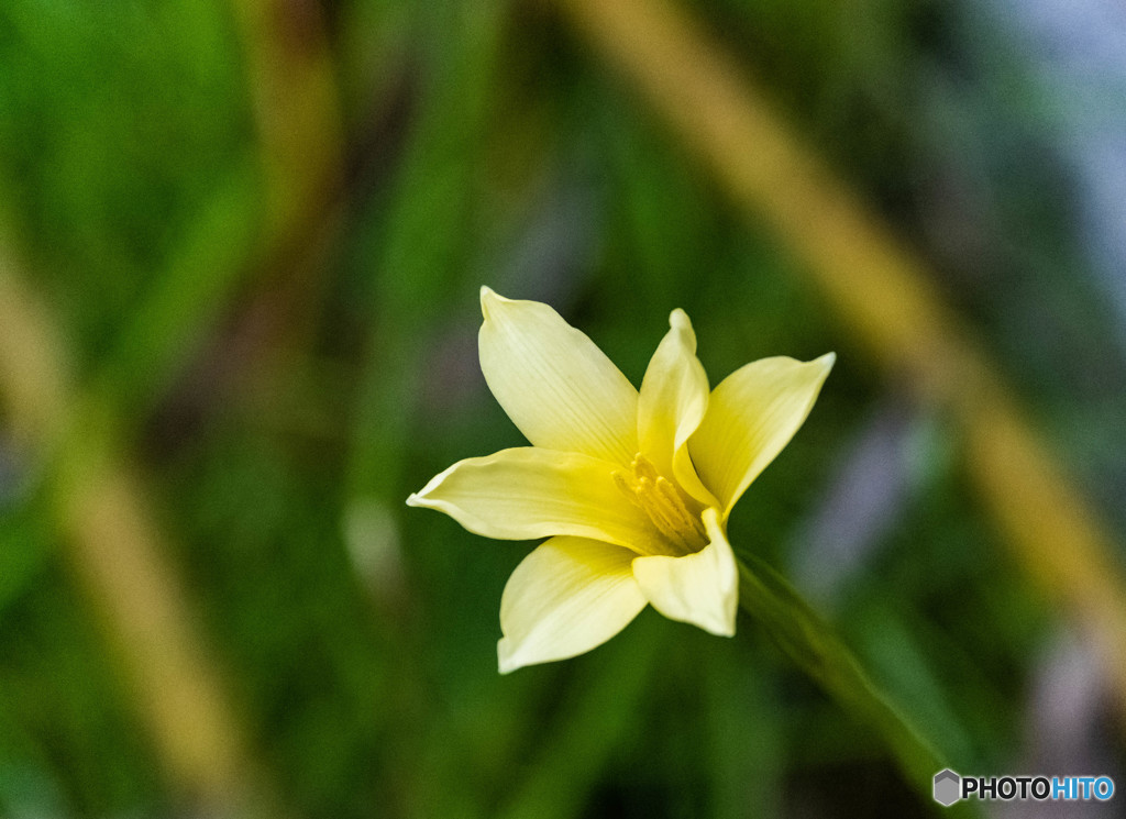 一輪の花