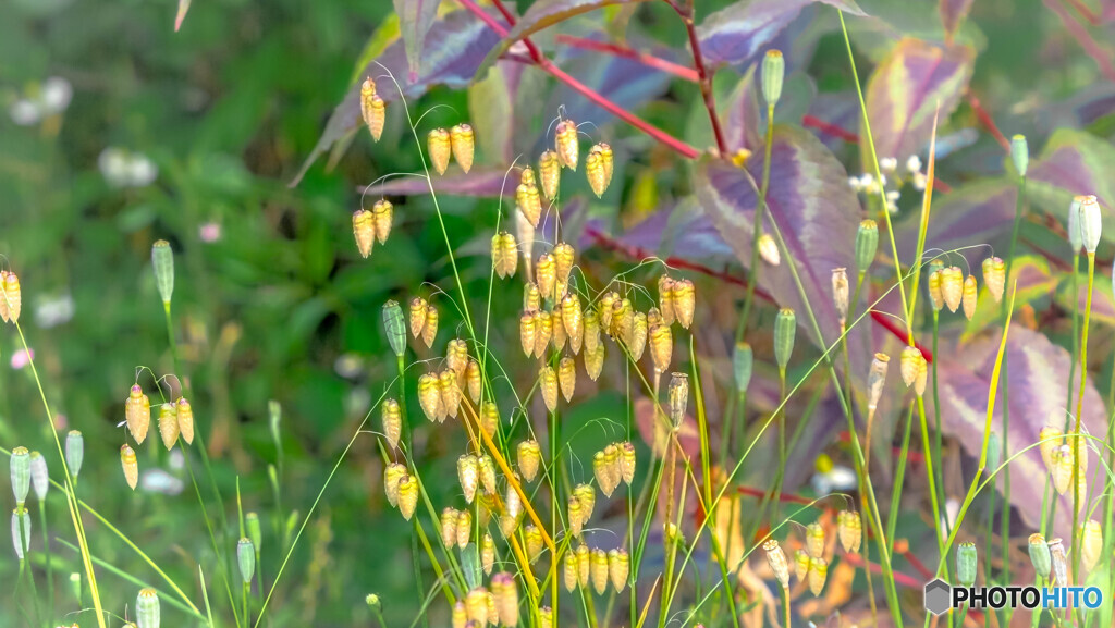 小判草