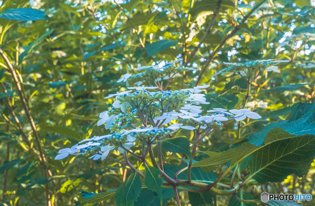 早咲きの紫陽花