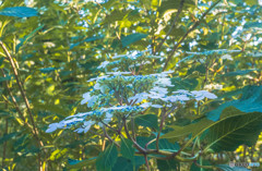 早咲きの紫陽花