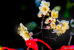 梅花